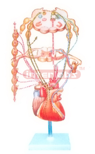 HUMAN SCHEME TO SHOW INNERVATION MODEL OF THE HEART AND REGULATION OF THE BLOOD PRESSURE